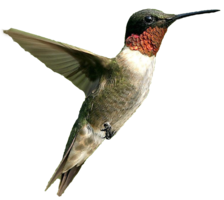 animals & Birds free transparent png image.