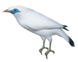 animals & Birds free transparent png image.