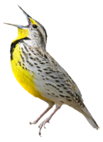 animals & birds free transparent png image.