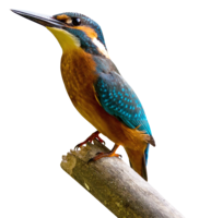 animals & birds free transparent png image.