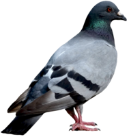 animals & birds free transparent png image.