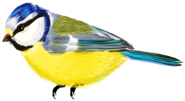 animals & Birds free transparent png image.