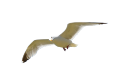 animals & Birds free transparent png image.