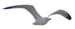 animals & birds free transparent png image.