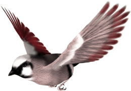 animals & birds free transparent png image.