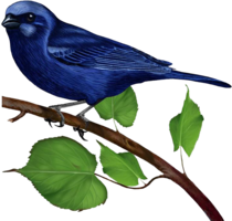 animals & Birds free transparent png image.