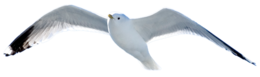 animals & birds free transparent png image.