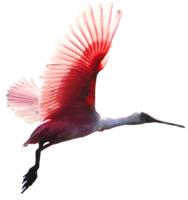 animals & birds free transparent png image.