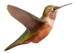 animals & birds free transparent png image.