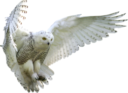 animals & birds free transparent png image.