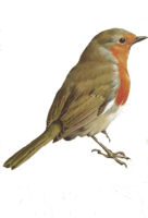 animals & birds free transparent png image.