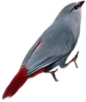 animals & birds free transparent png image.