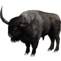 animals&Bison png image.