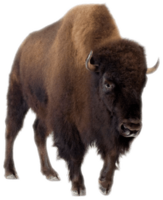 animals & Bison free transparent png image.