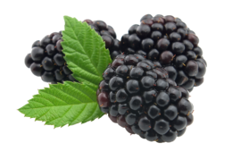 fruits & Blackberry free transparent png image.