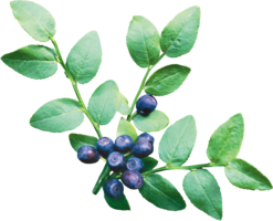 fruits & Blueberries free transparent png image.