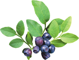 fruits & Blueberries free transparent png image.