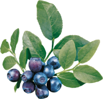 fruits & Blueberries free transparent png image.