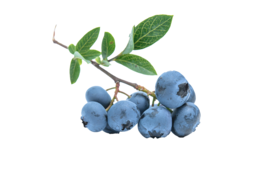 fruits & Blueberries free transparent png image.