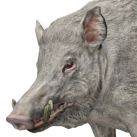 animals & boar free transparent png image.