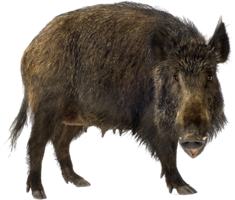 animals & Boar free transparent png image.