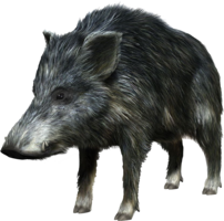 animals & Boar free transparent png image.