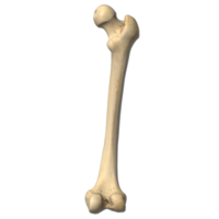 miscellaneous & Bone free transparent png image.