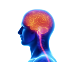 people & brain free transparent png image.