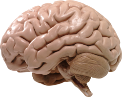 people & brain free transparent png image.