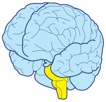 people & brain free transparent png image.