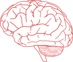 people & brain free transparent png image.