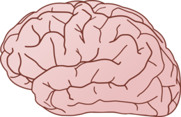 people & brain free transparent png image.