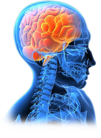 people & brain free transparent png image.