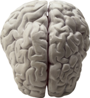 people & brain free transparent png image.