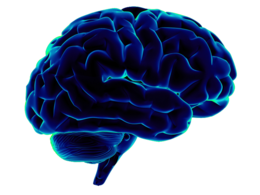 people & brain free transparent png image.