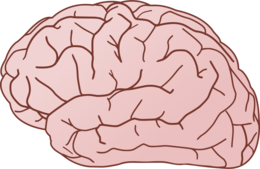 people & Brain free transparent png image.