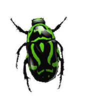 insects & Bugs free transparent png image.