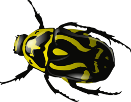 insects & Bugs free transparent png image.