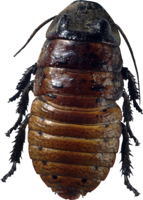 insects & Bugs free transparent png image.