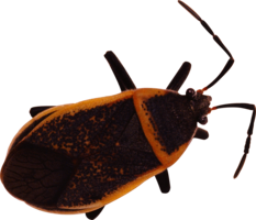 insects & bugs free transparent png image.