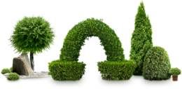 nature & Bushes free transparent png image.