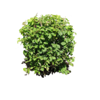 nature & bushes free transparent png image.