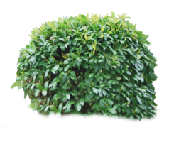 nature & Bushes free transparent png image.