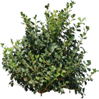 nature & bushes free transparent png image.