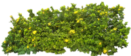 nature & bushes free transparent png image.