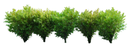 nature & Bushes free transparent png image.