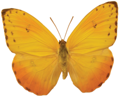 insects & Butterfly free transparent png image.