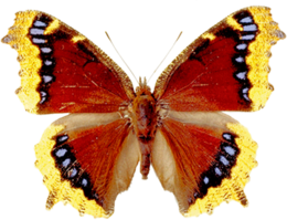 insects & Butterfly free transparent png image.