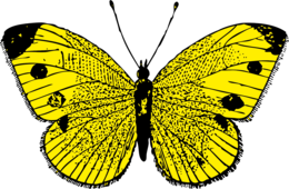 insects & Butterfly free transparent png image.