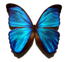 insects & Butterfly free transparent png image.